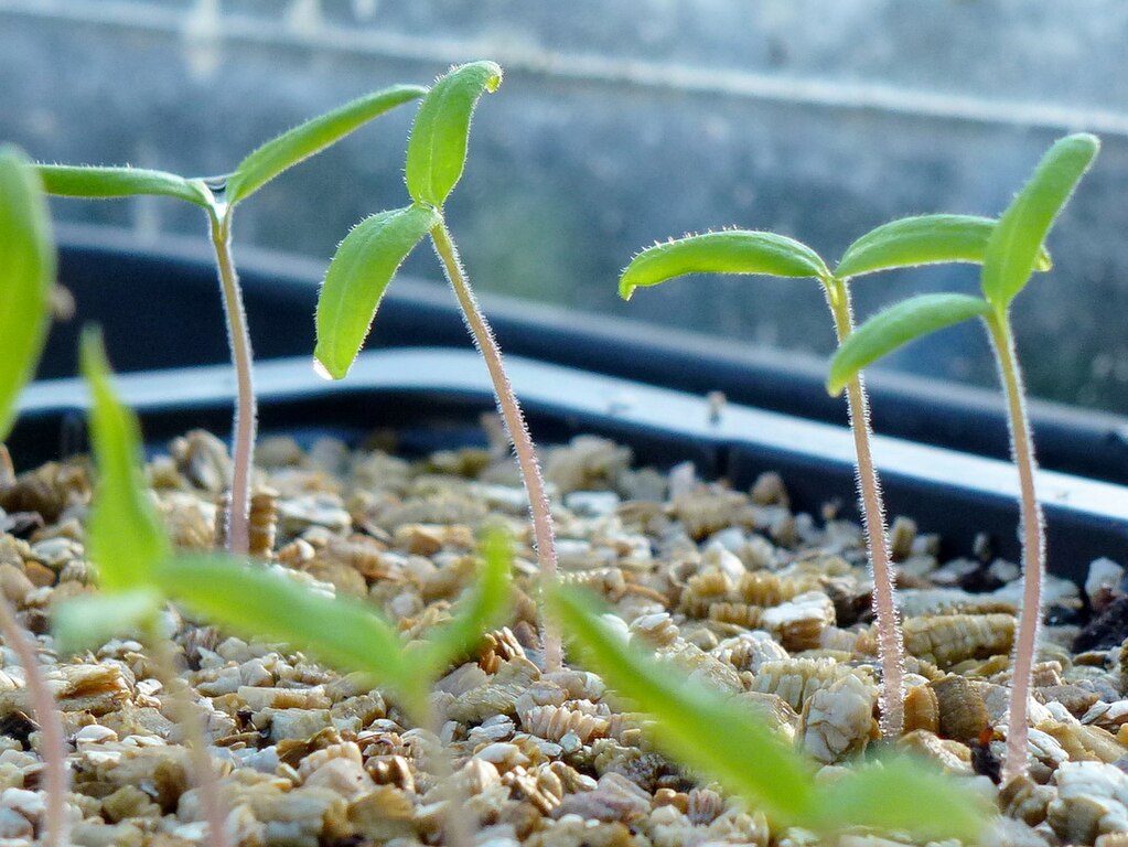 Tomato seedlings