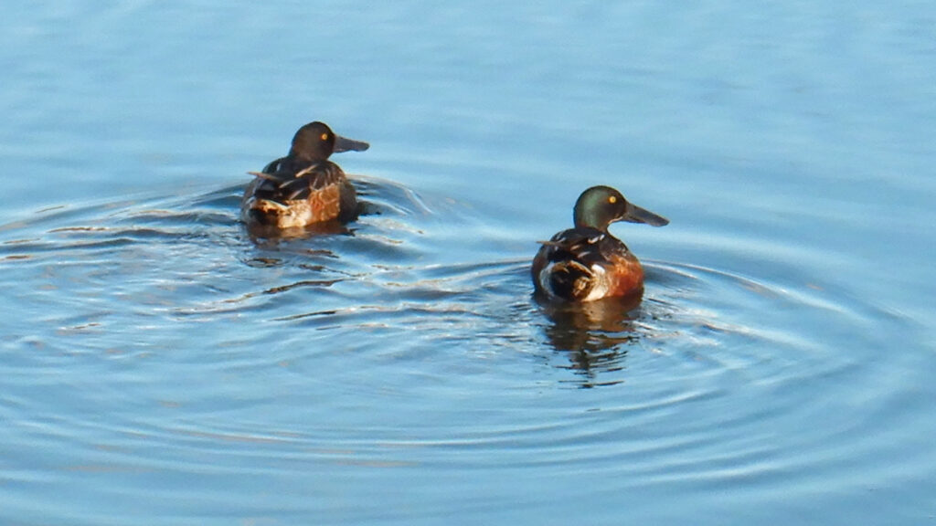 Picture of two ducks in water